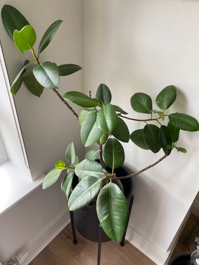 Rubber Plant