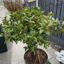 bay leaf tree Image 3