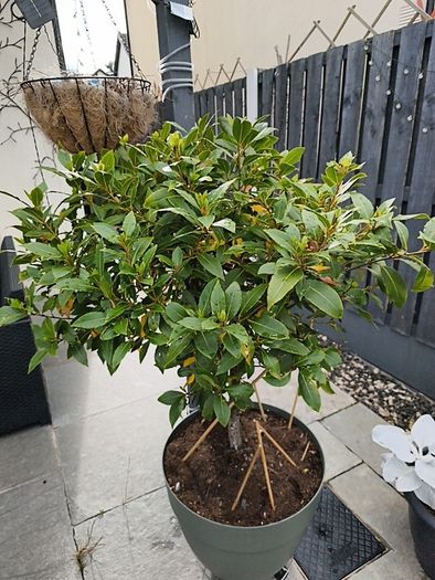 bay leaf tree
