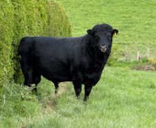 Dexter Bull