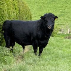 Dexter Bull