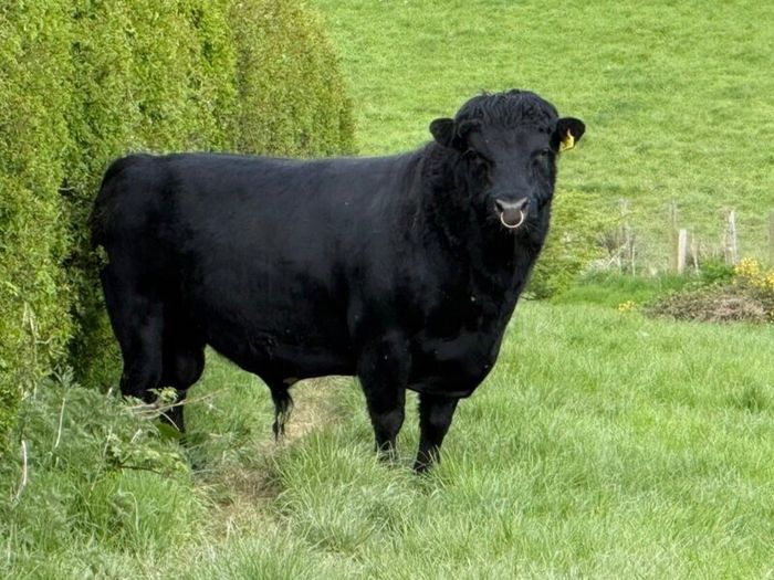 Dexter Bull