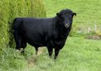 Dexter Bull