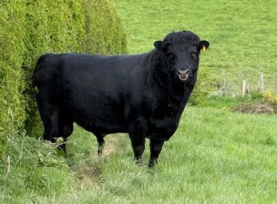 Dexter Bull