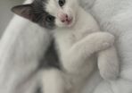 Kitten for a loving home