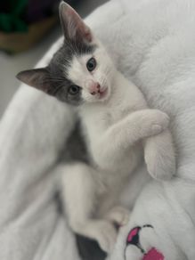 Kitten for a loving home