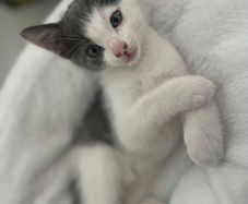 Kitten for a loving home