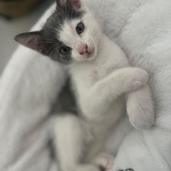 Kitten for a loving home