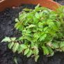 Japanese Strawberry-Raspberry plants 2l pot available in September 2024 Image 3