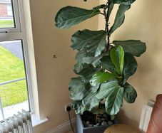 fig leaf plant
