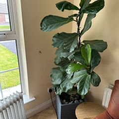 fig leaf plant