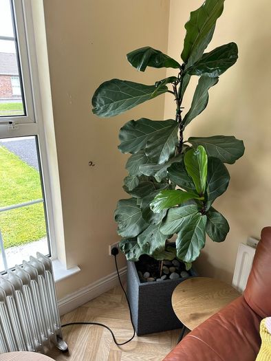 fig leaf plant