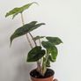 Alocasia Jacklyn Plant Plant Image 2