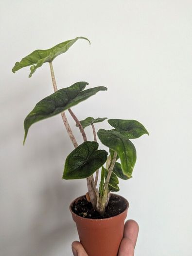 Alocasia Jacklyn Plant Plant