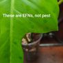 Philodendron Golden Dragon (Var. Revert to green) Image 9