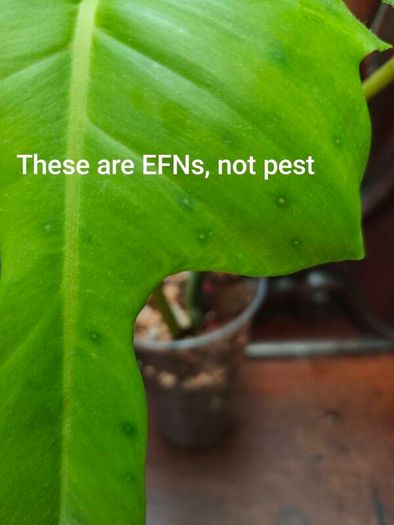 Philodendron Golden Dragon (Var. Revert to green)