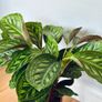 Calathea Flamestar in 19cm pot and 70cm in height Image 4