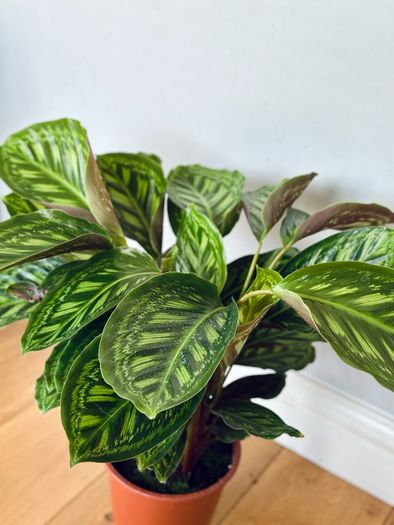 Calathea Flamestar in 19cm pot and 70cm in height