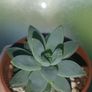 Succulent Plant Image 7