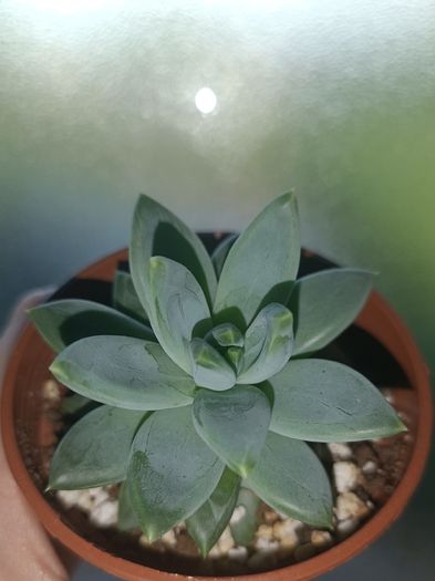 Pachyphytum Plant