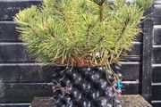Dwarf mountain pine ( pinus mungo pumilo )