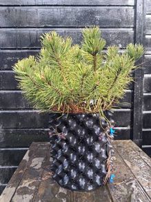 Dwarf mountain pine ( pinus mungo pumilo )