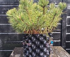 Dwarf mountain pine ( pinus mungo pumilo )