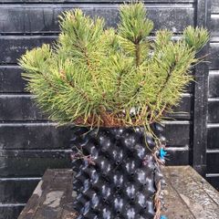 Dwarf mountain pine ( pinus mungo pumilo )