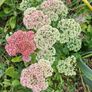 FREE Sedum 'Autumn Joy' - full stems, not tiny cuttings Image 4