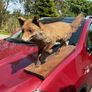 victorian fox Image 4