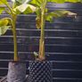 "Musa Basjo " banana tree Image 2