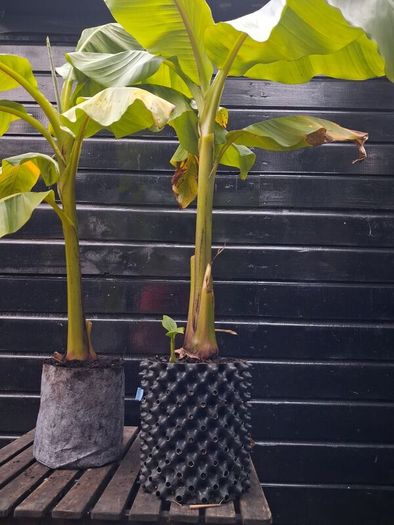 "Musa Basjo " banana tree