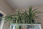 Spider plant