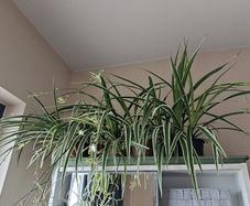 Spider plant