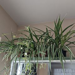 Spider plant