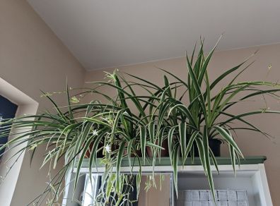 Spider plant