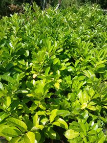 Large Laurel 5 Litre pots over 3ft tall