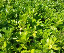 Large Laurel 5 Litre pots over 3ft tall