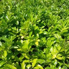 Large Laurel 5 Litre pots over 3ft tall