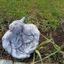 garden Image 7