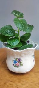 Cuban Oregano Plant with ceramic pot
