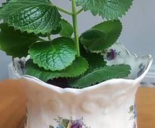 Cuban Oregano Plant with ceramic pot