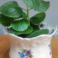 Cuban Oregano Plant with ceramic pot