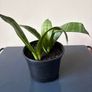 Snake plant Image 3