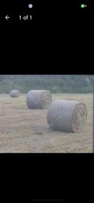 Hay