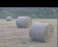 Hay