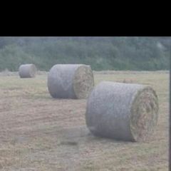 Hay