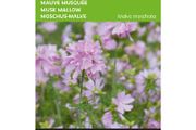 Buzzy Musk Mallow Pink Seeds 0.5g | Sow in July - August