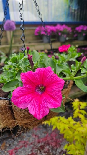 Trailing Baskets Plants Surfinia,