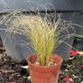 Evergreen grass - Carex "frosted curls" Image 4